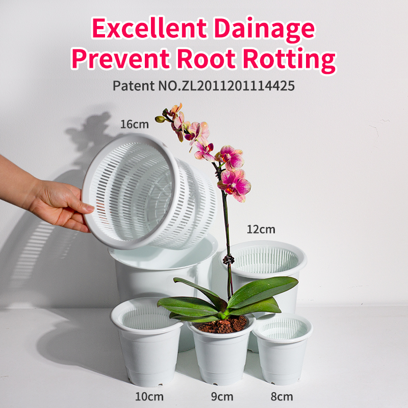 Echeveria Succulent - Dán Tường 2 Chậu Hoa Lan